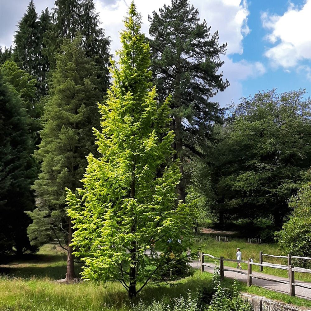 Arborele Sequoia Metasequoia Glyptostroboides