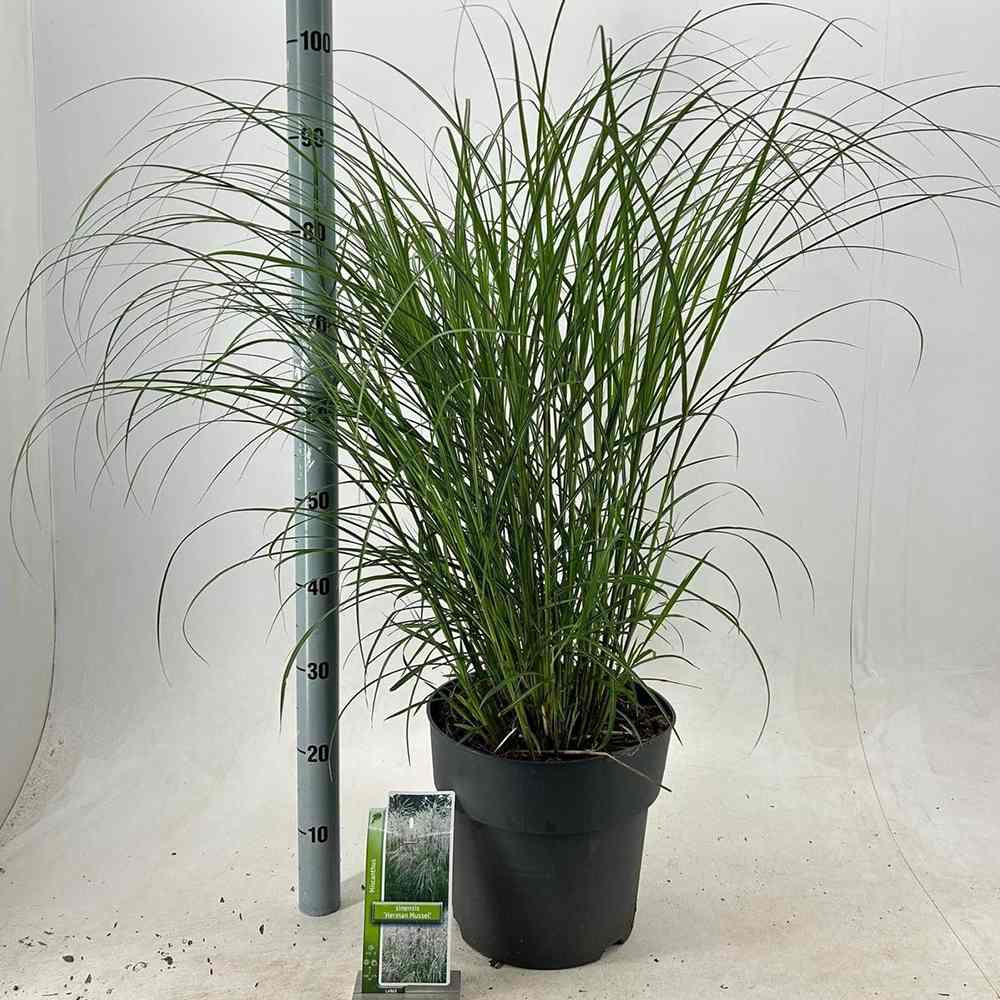 Iarba Elefantului (Miscanthus Sinensis) Herman Muessel, iarba ornamentala cu frunzis verde si spice argintii, crestere rapida