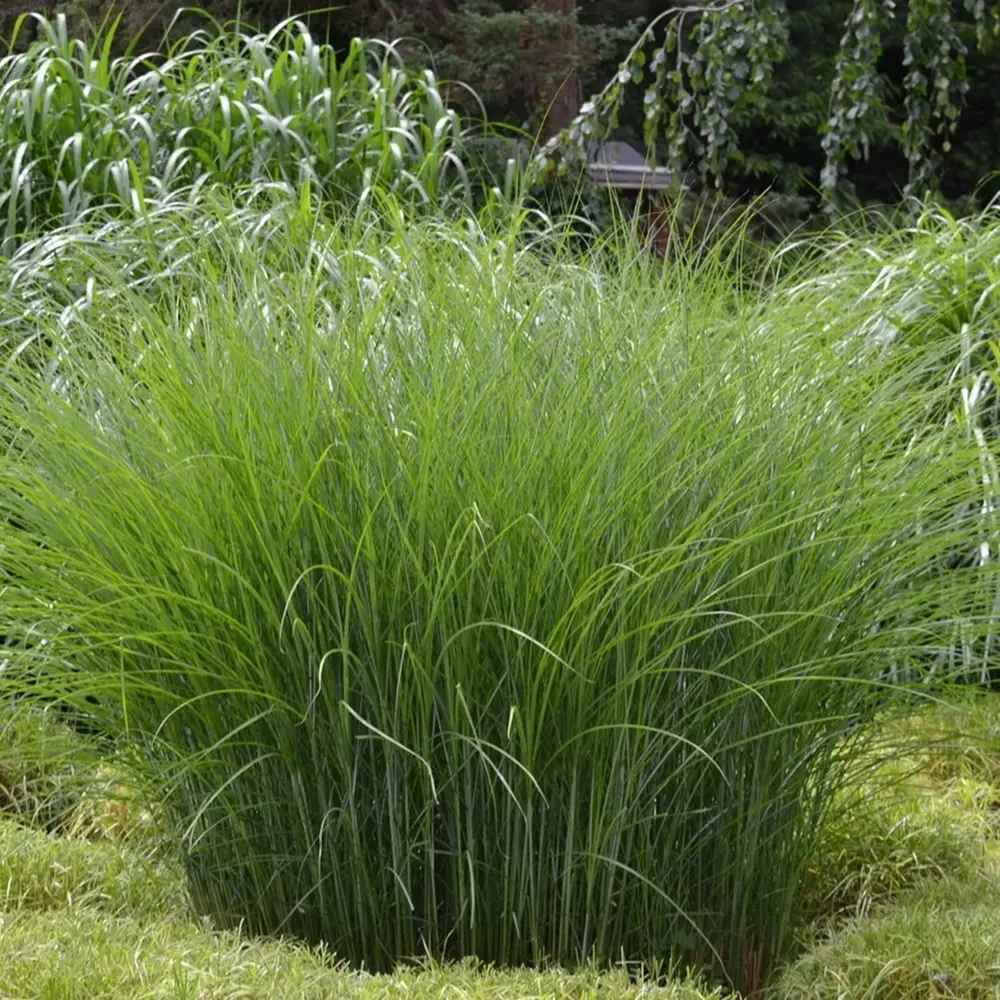 Iarba Elefantului (Miscanthus Sinensis) Gracillimus, iarba decorativa, rezistenta la ger si seceta, crestere rapida,