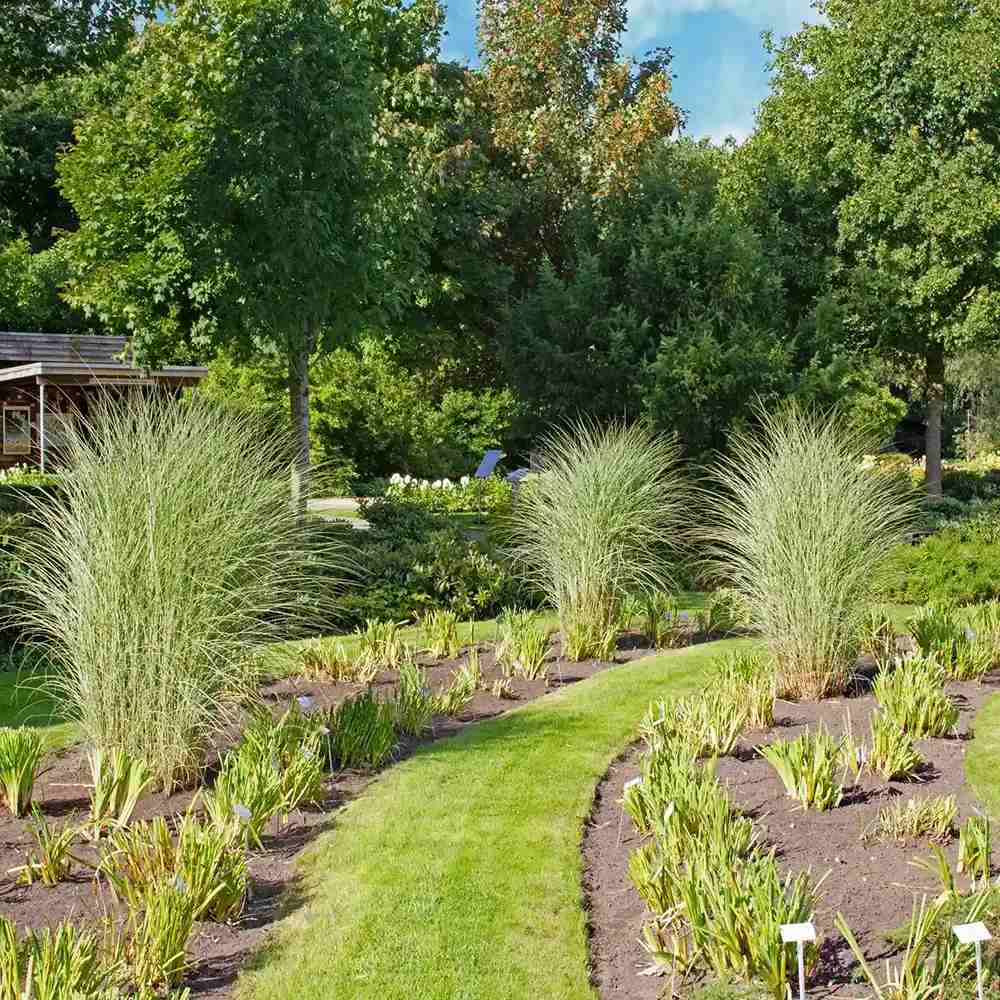 Iarba Elefantului (Miscanthus Sinensis) Morning Light, iarba ornamentala eleganta cu frunzis fin si reflexii argintii, crestere rapida