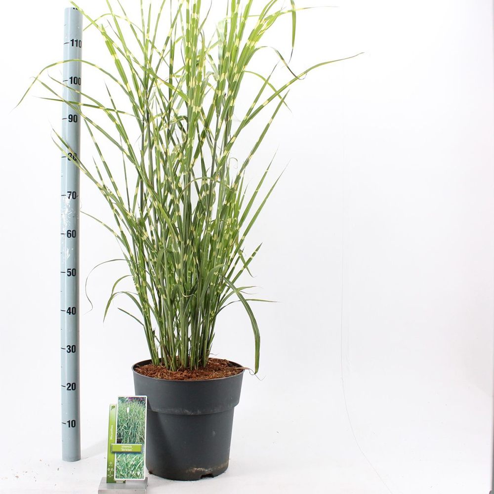 Iarba Elefantului (Miscanthus Sinensis) Strictus, iarba ornamentala cu frunzis dungat si spice roz-argintii, crestere rapida