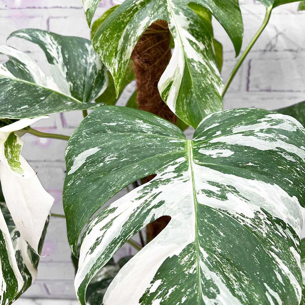 Monster Deliciosa Albo Variegata - 50 cm