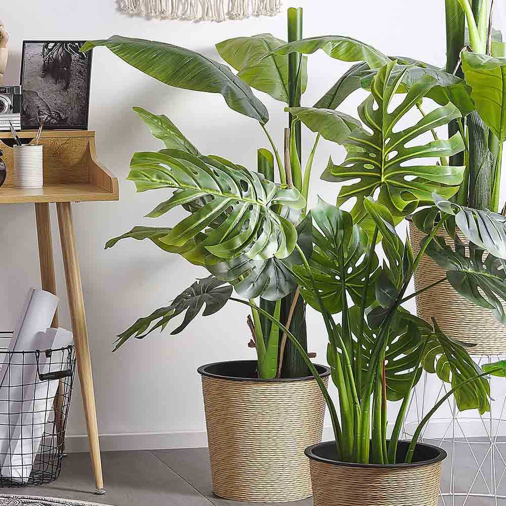 Monstera Deliciosa - 100 cm