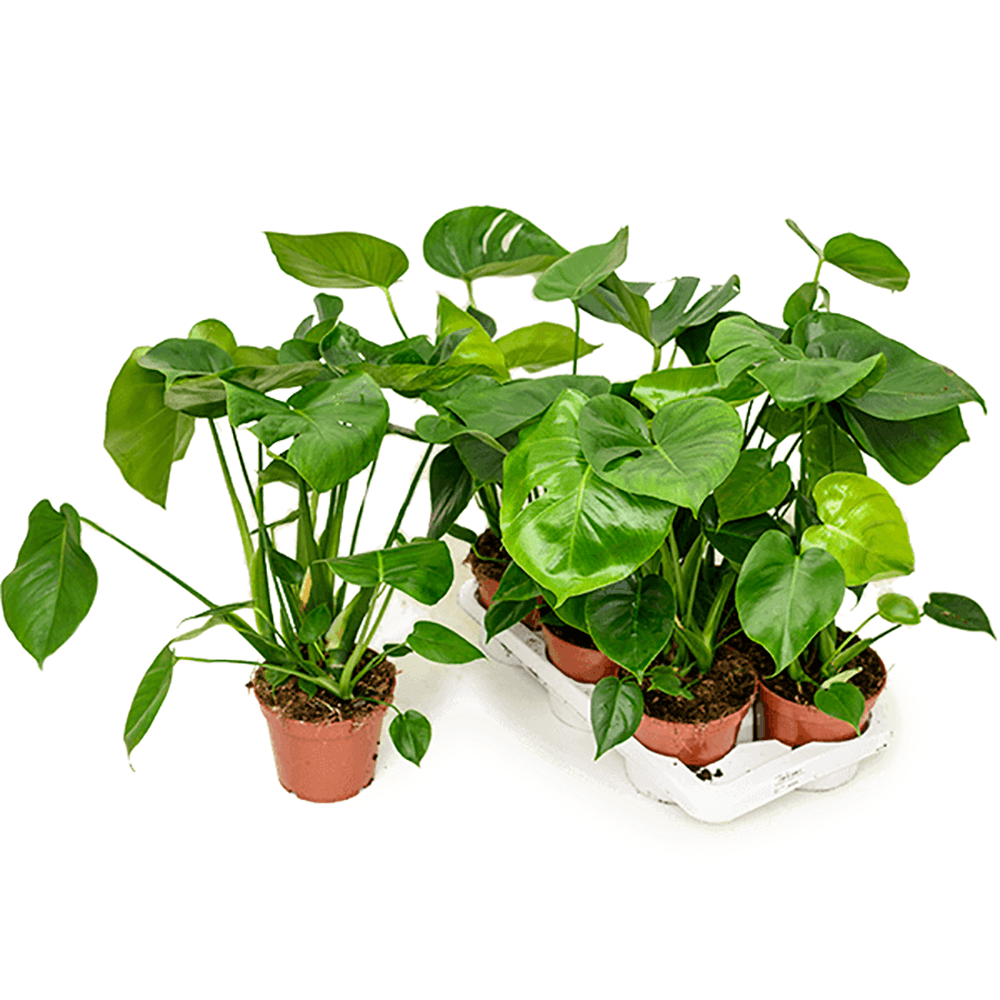 Monstera Deliciosa - 70 cm