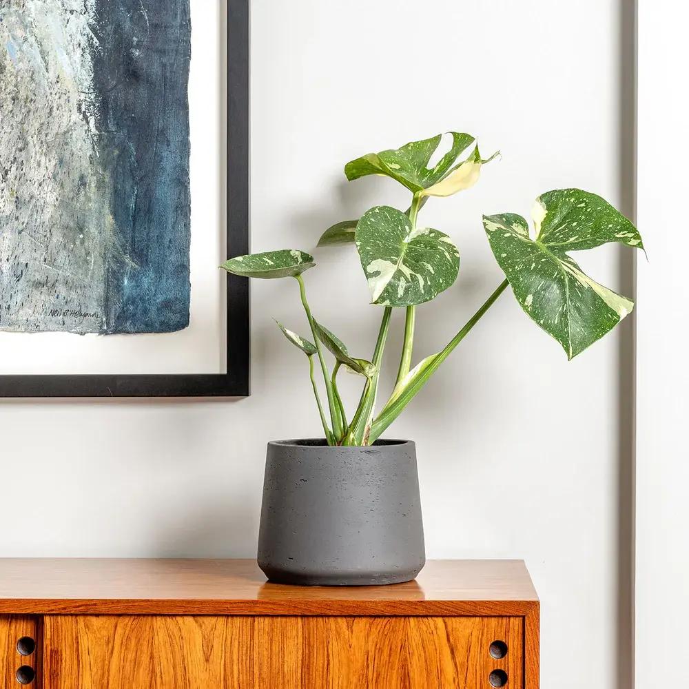 Monstera Deliciosa Thai Constellation, 60 cm, cadou planta de interior rara, variegatie alba marmurata, frunze mari decupate, planta tropicala purificatoare de aer