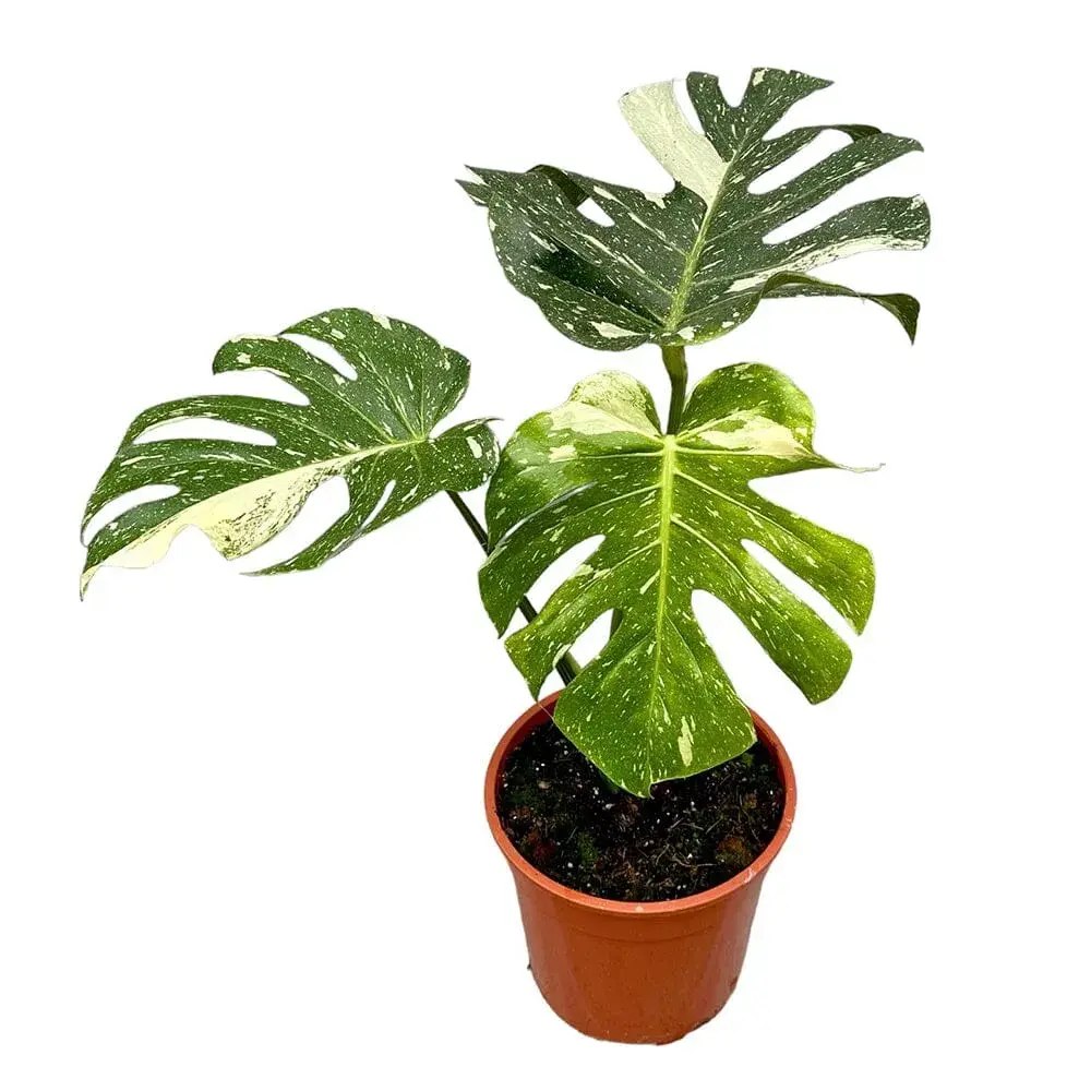 Monstera Deliciosa Thai Constellation, 55 cm, planta de interior rara, variegatie alba marmurata, frunze mari decupate, planta tropicala purificatoare de aer