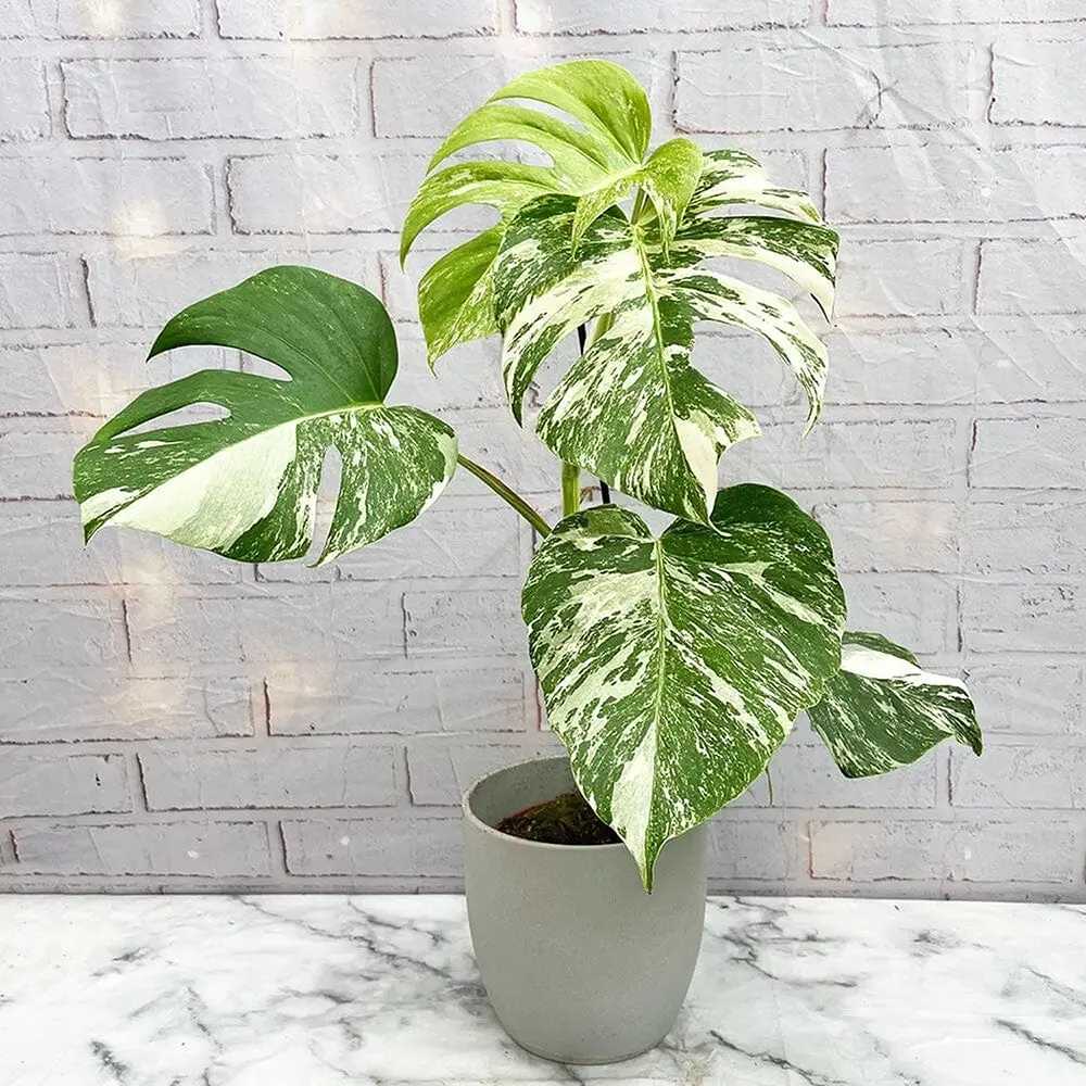 Monstera Deliciosa Thai Constellation, 60 cm, cadou planta de interior rara, variegatie alba marmurata, frunze mari decupate, planta tropicala purificatoare de aer