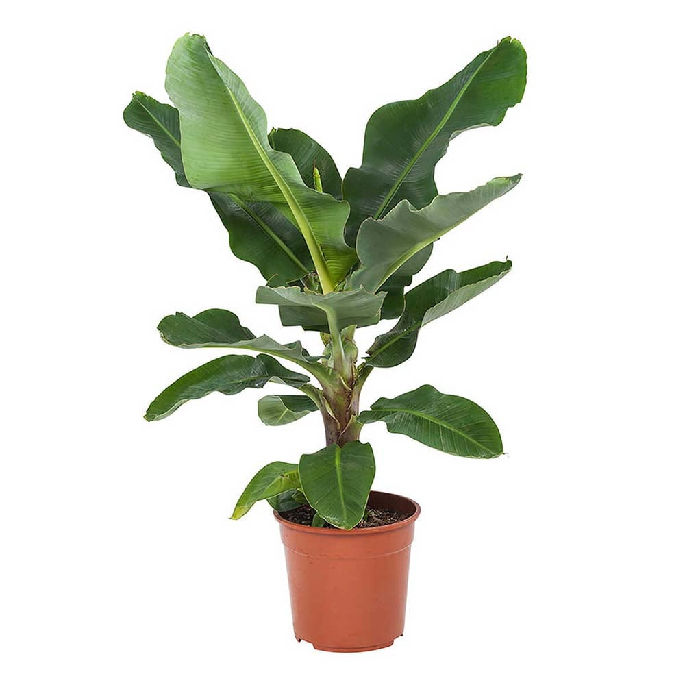 Bananier Pitic Dwarf Cavendish, 160-170cm, planta exotica de interior, fructe dulci comestibile, crestere rapida