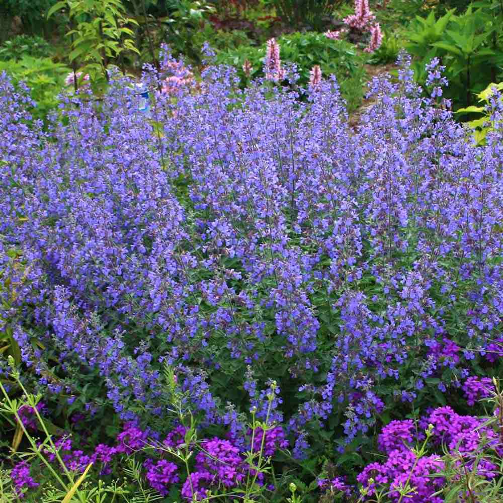 Menta Pisicii (Nepeta) Walker's Low, cu flori albastre-violet si parfum placut