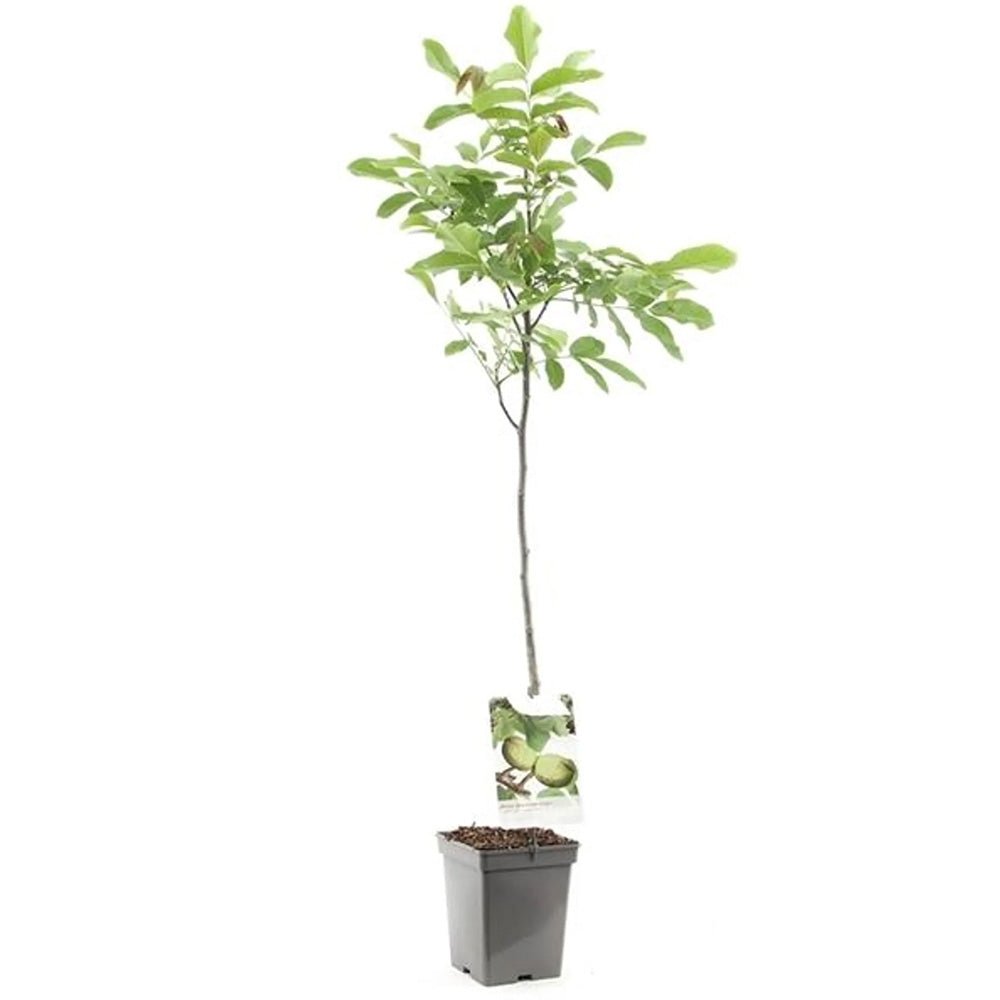 Nuc de Marea Neagra Nealtoit (Juglans Regia), cu dust dulce-amarui