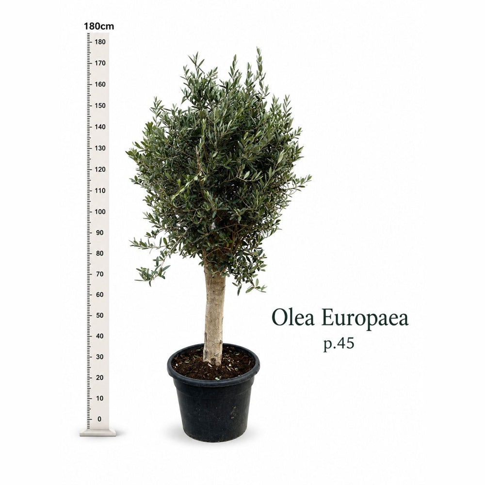 Európai olajfa ‘Arbequina’ akklimatizált, 170 cm, télálló, örökzöld, termő