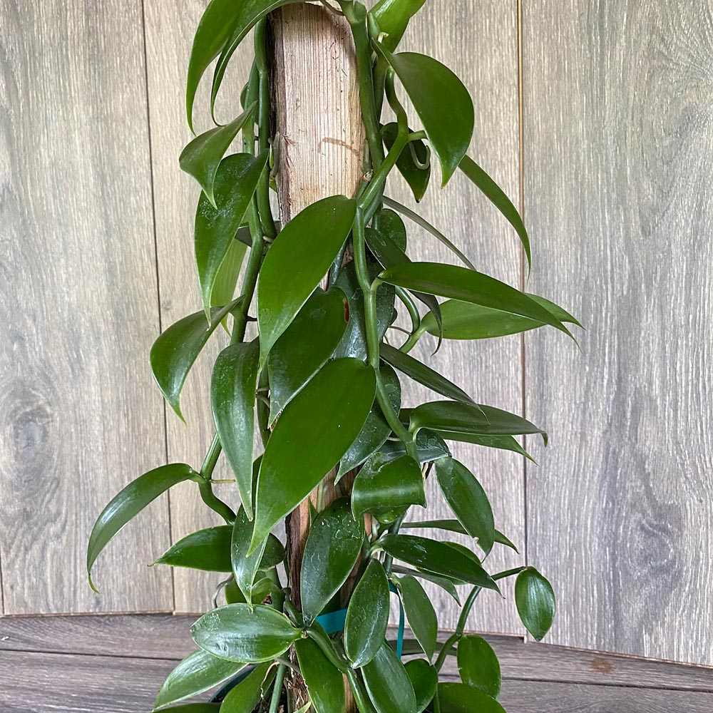 Orhideea de Vanilie (Vanilla Planifolia)