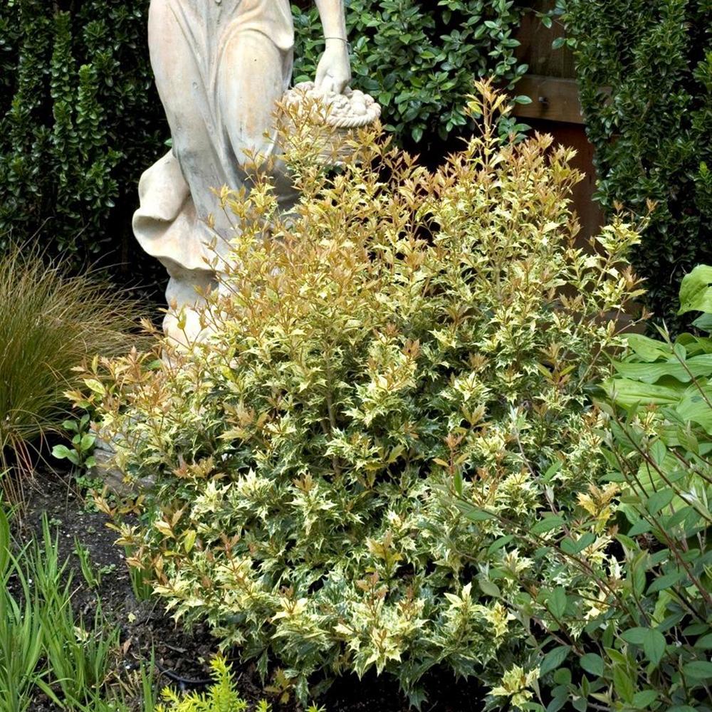 Osmanthus Goshki