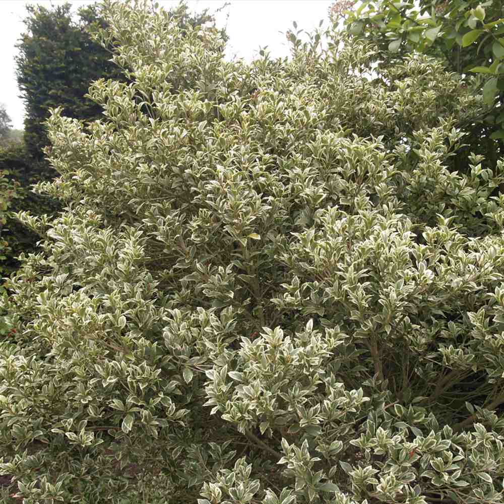 Ilex Fals japonez auriu Osmanthus heterophyllus, arbust vesnic verde cu frunze lucioase variegate auriu-verde si flori albe foarte parfumate de toamna