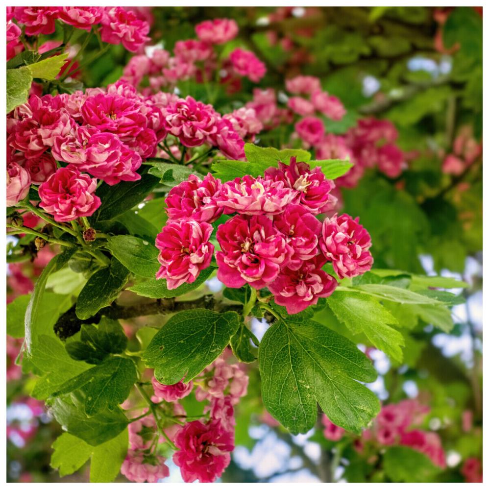 Paducelul Paul's Scarlet (Crataegus media), cu flori rosii
