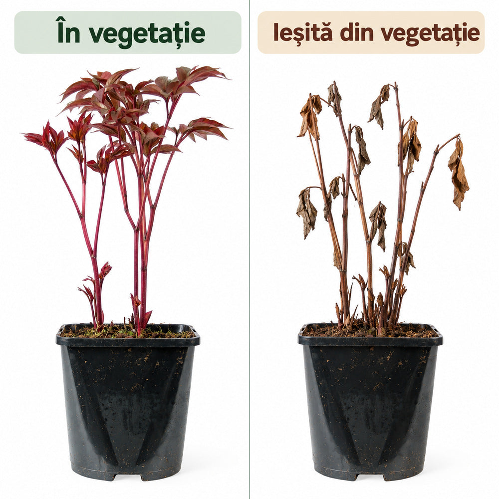 Bordó-vörös bazsarózsa Inspecteur Lavergne – Paeonia lactiflora, nagy dupla virágok, évelő dísznövény kertbe, tavaszi virágzás, elegáns megjelenés
