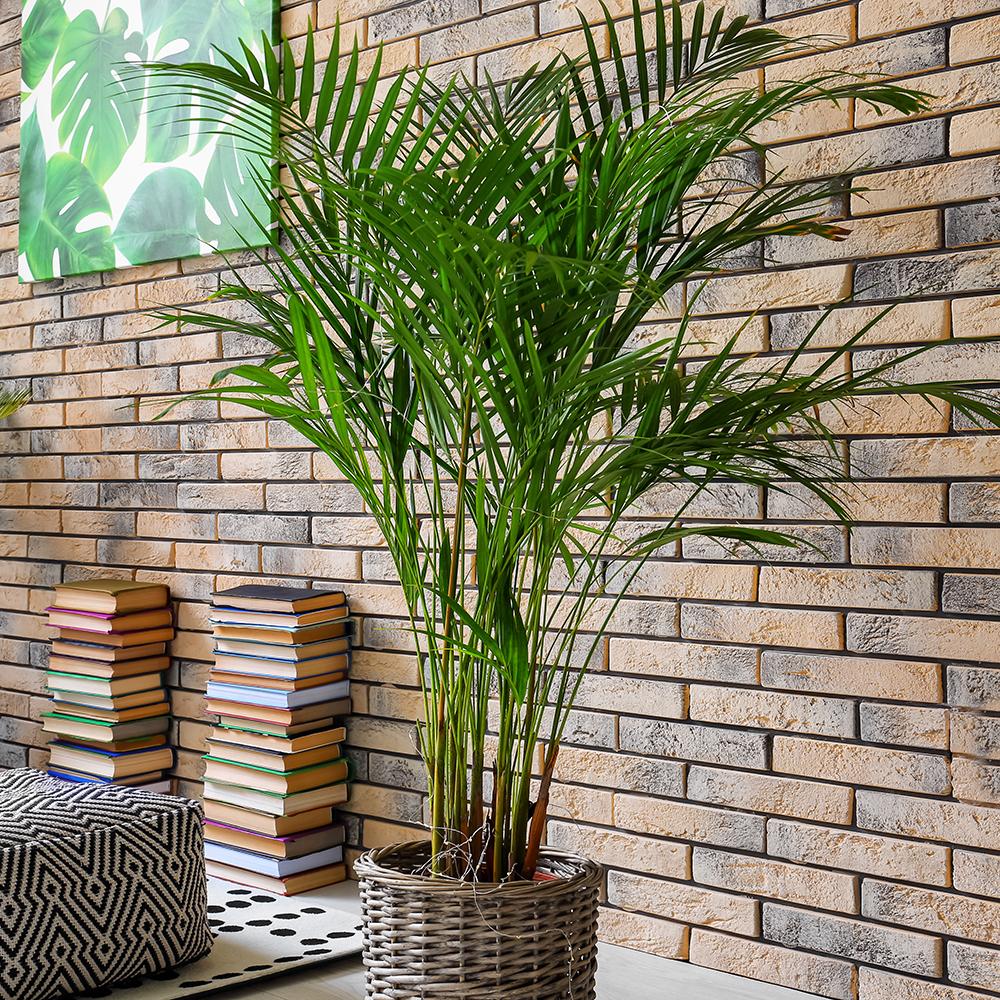 Palmier Areca Dypsis Lutescens - 140/150 cm