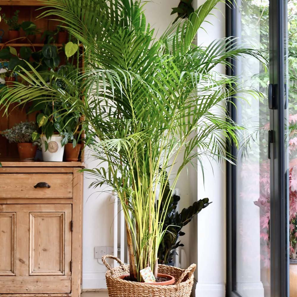 Palmier Areca Dypsis Lutescens - 140/150 cm