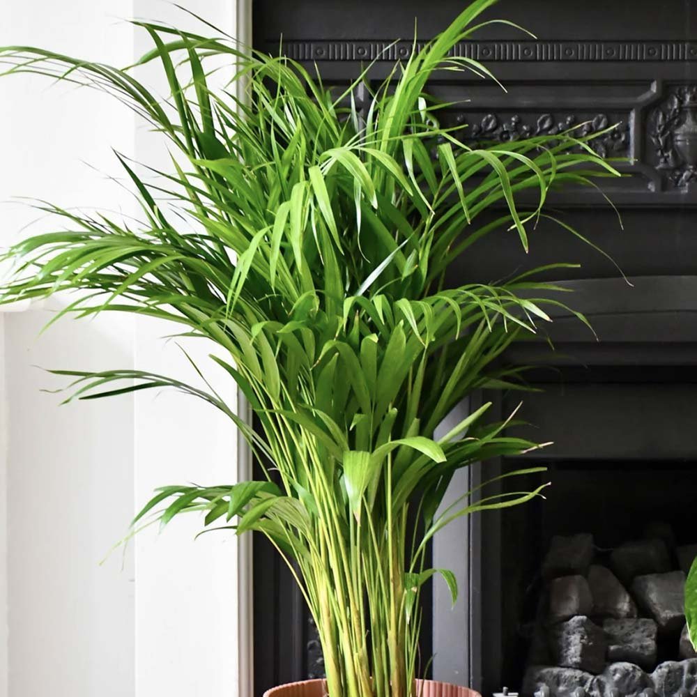 Palmier Areca Dypsis Lutescens - 140/150 cm