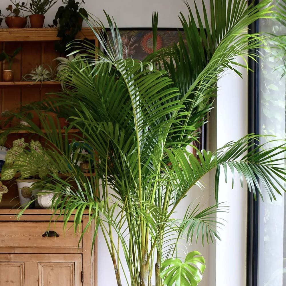 Palmier Areca Dypsis Lutescens - 140/150 cm