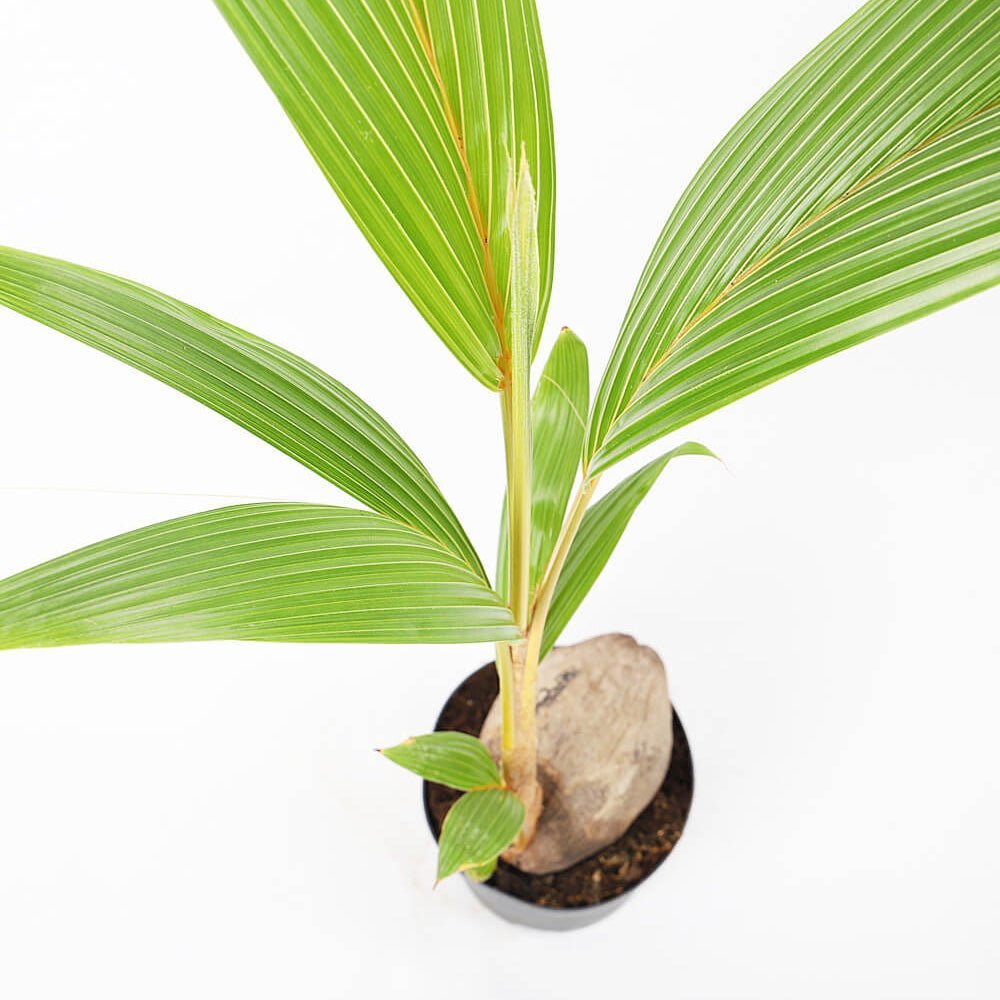 Palmier Cocotier (Cocos Nucifera) - 120 cm