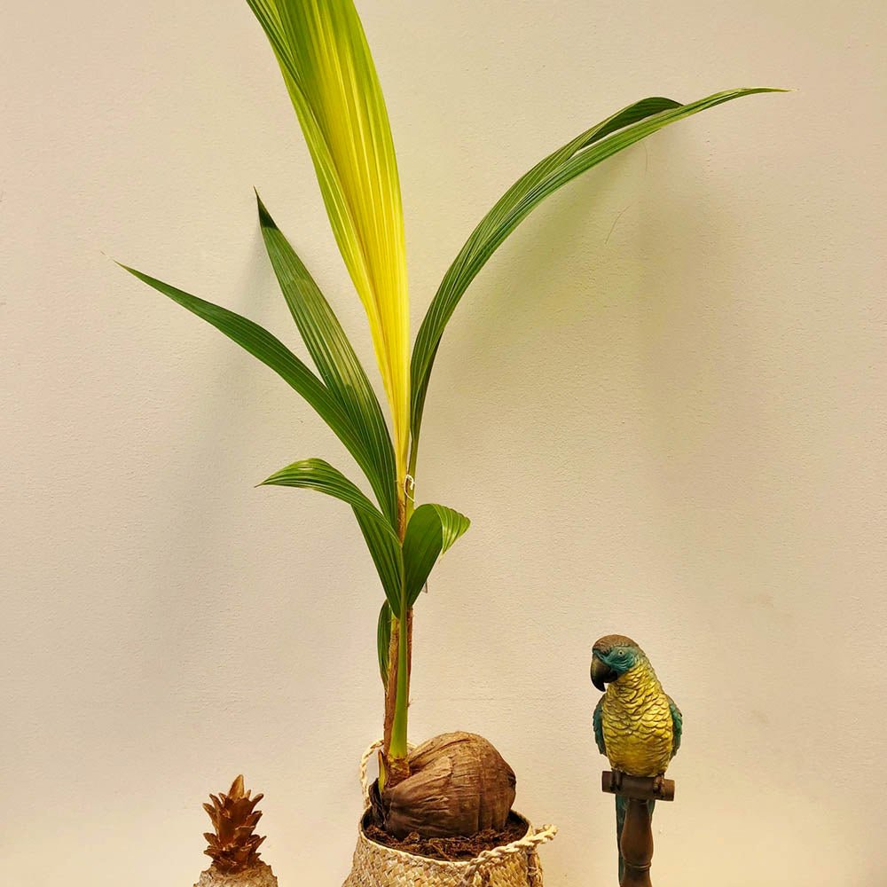 Palmier Cocotier (Cocos Nucifera) Dwarf Golden Malay - 120 cm