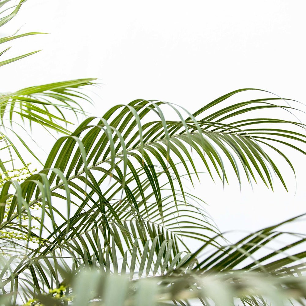 Palmier Curmal Pitic de apartament (Phoenix Roebelenii)