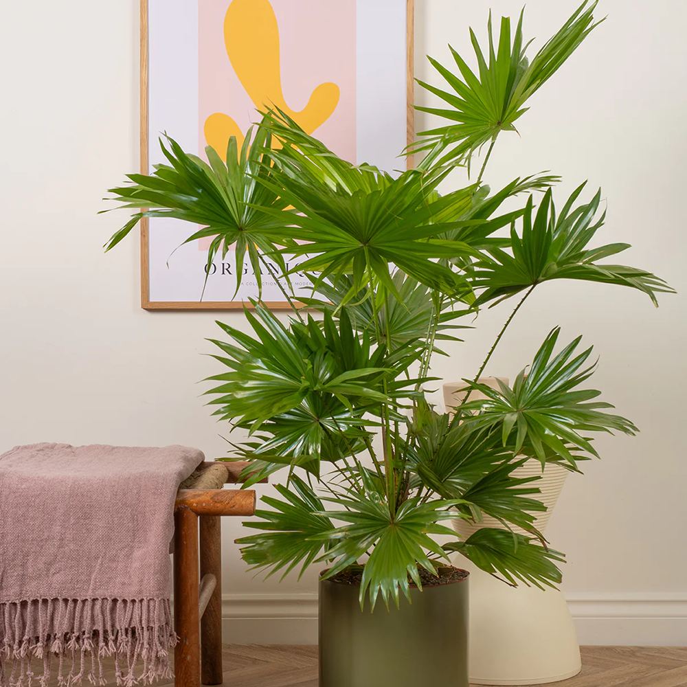 Palmier Fantana (Livistona Rotundifolia) - 35 cm