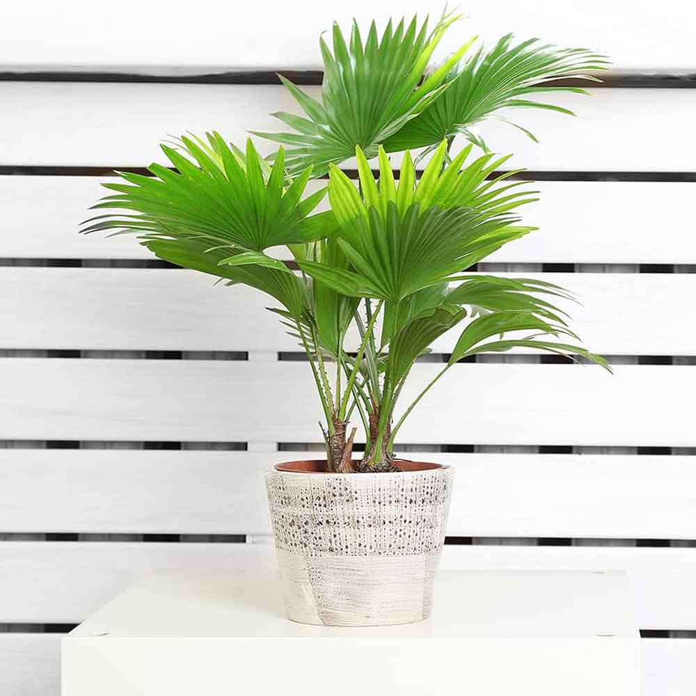Palmier Fantana (Livistona Rotundifolia) - 70 cm