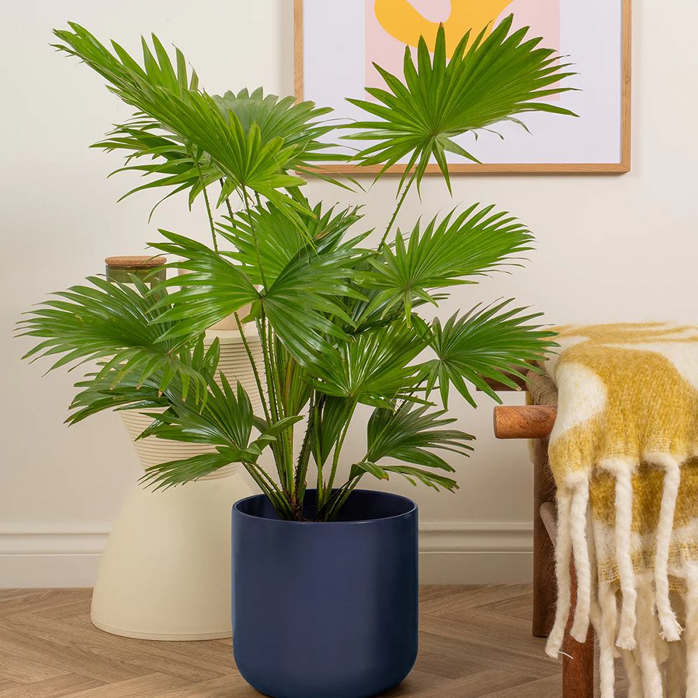 Palmier Fantana (Livistona Rotundifolia) - 70-75 cm