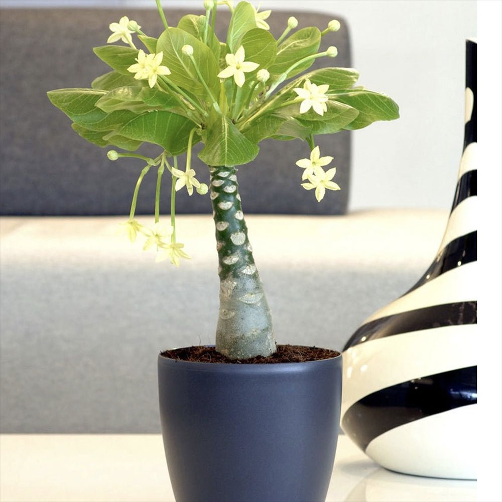 Palmier Hawaiian Brighamia Insignis - 40 cm