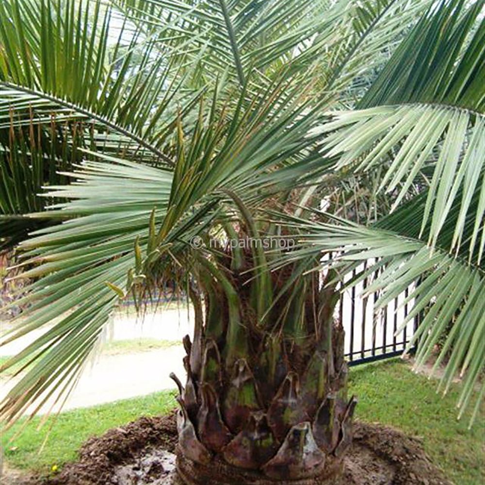 Palmier de Vin (Jubaea Chilensis)