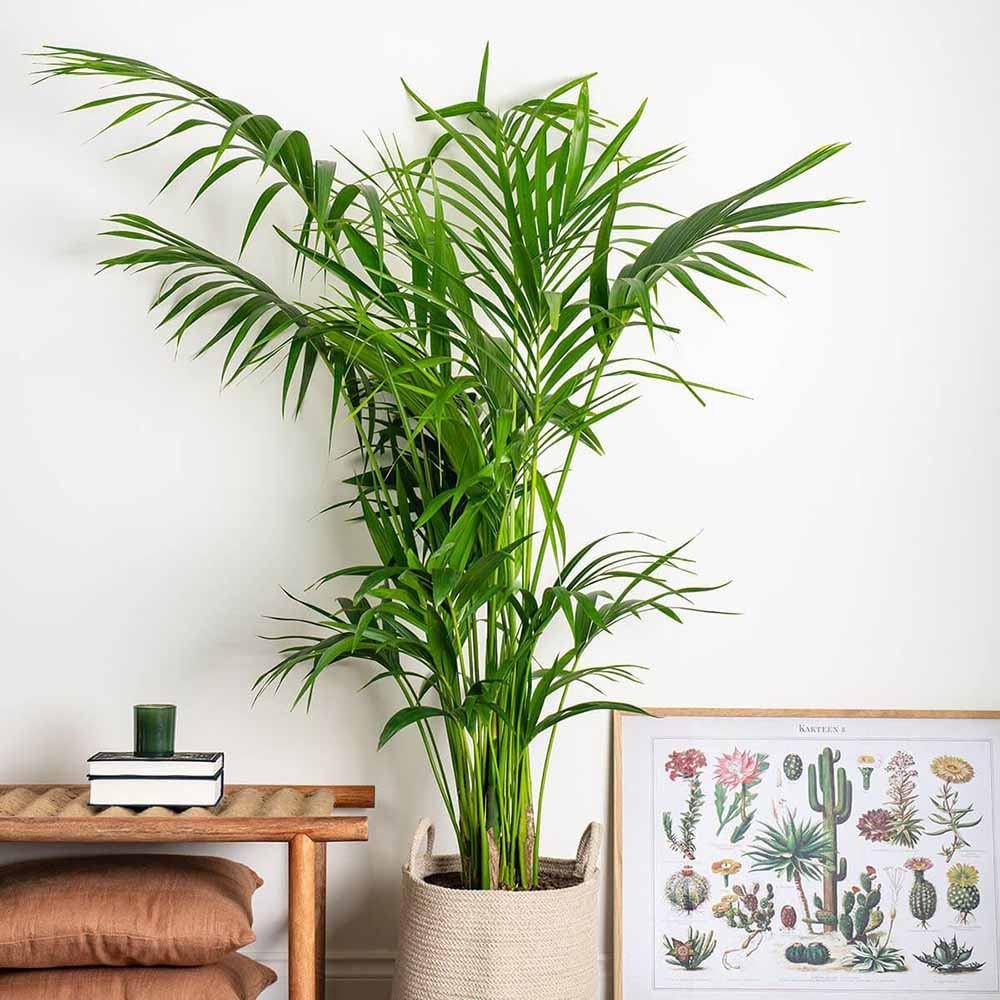 Palmier Kentia (Howea Forsteriana) - 140 cm