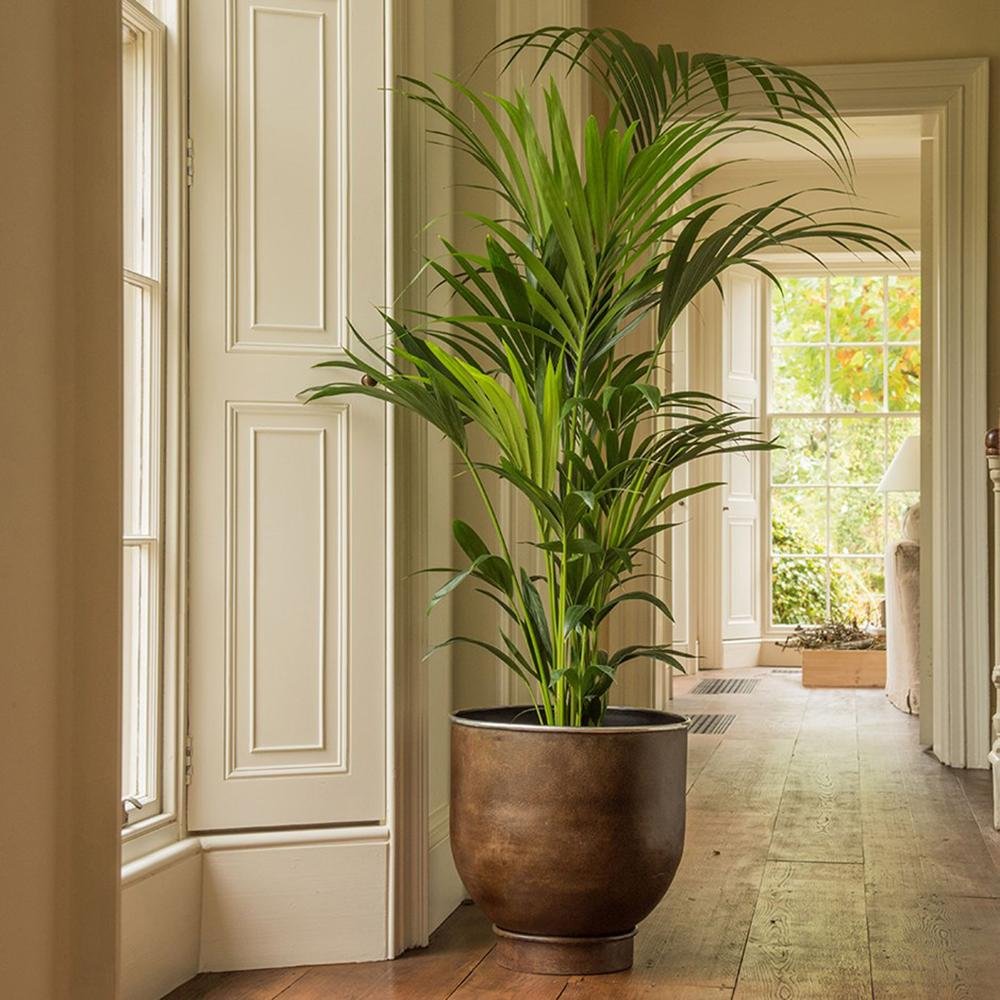 Palmier Kentia (Howea Forsteriana) - 80 cm