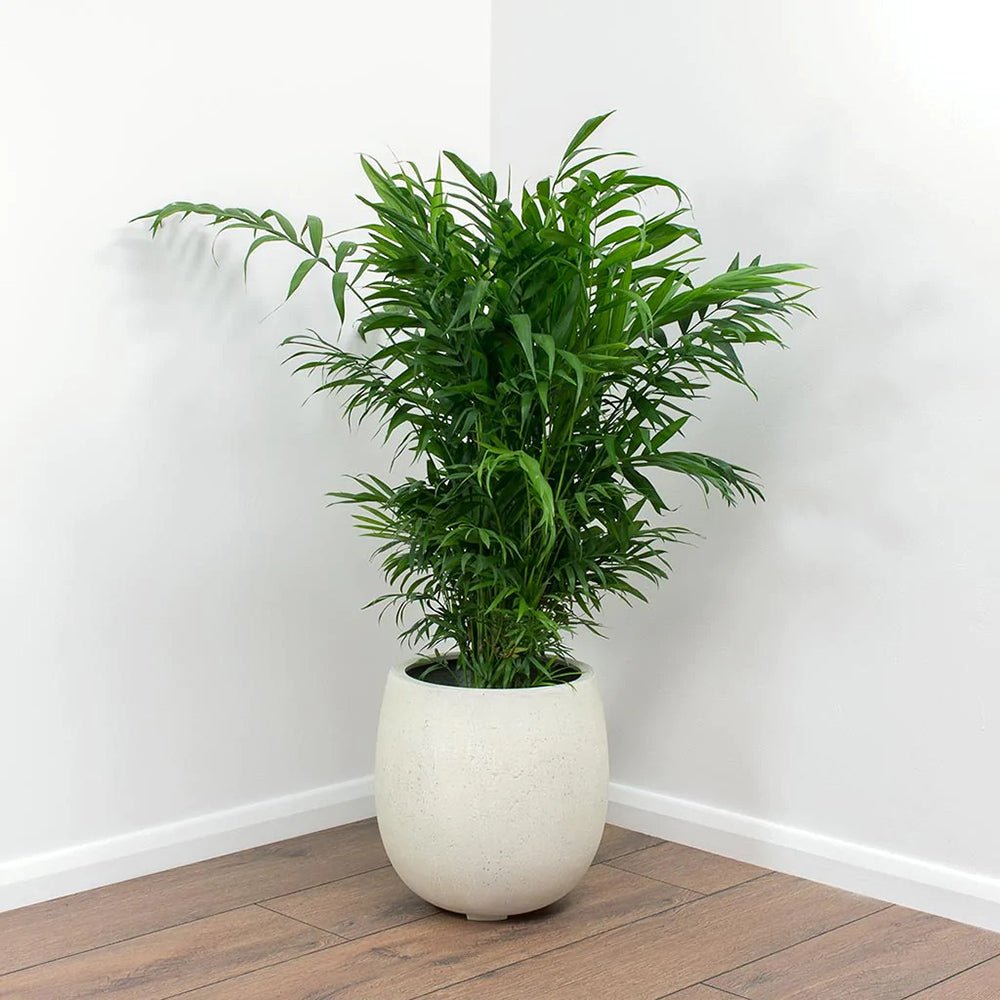 Palmier Pitic (Chamaedorea Elegans) - 100 cm