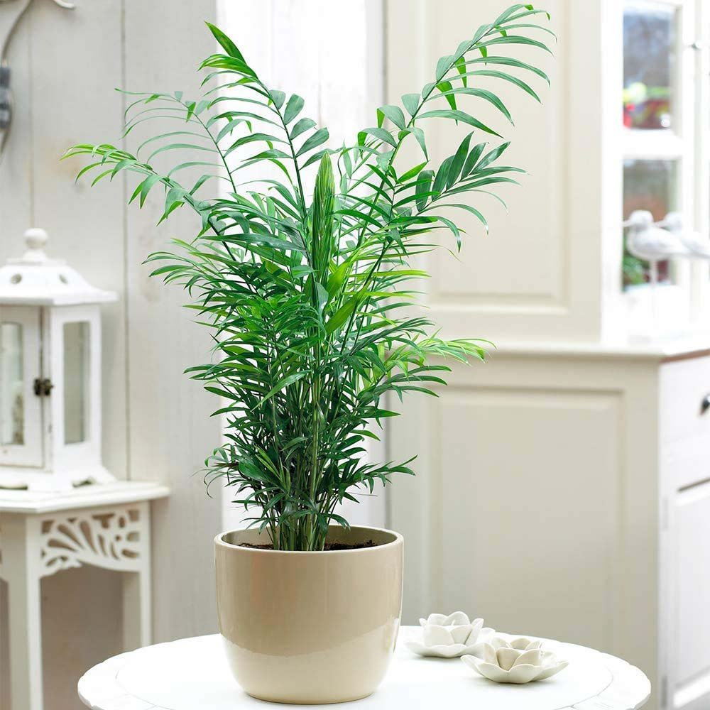 Palmier Pitic (Chamaedorea Elegans) - 100 cm