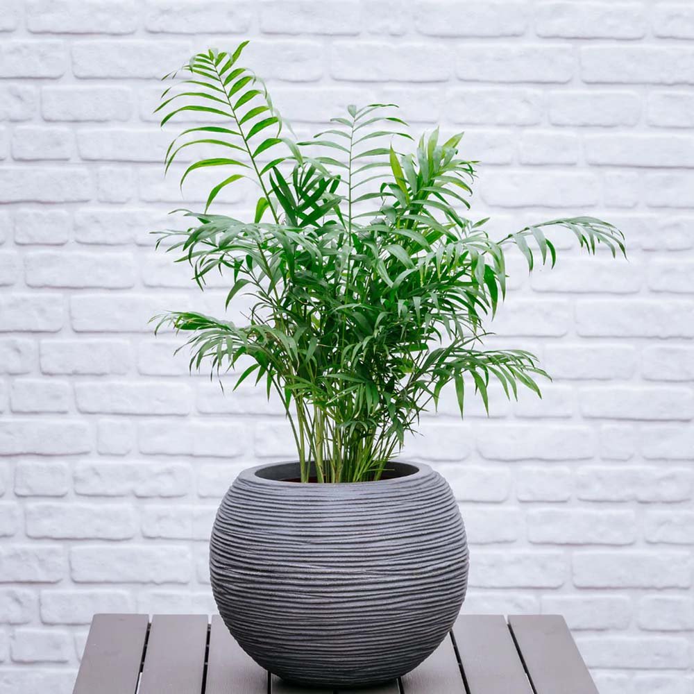 Palmier Pitic (Chamaedorea Elegans) - 100 cm