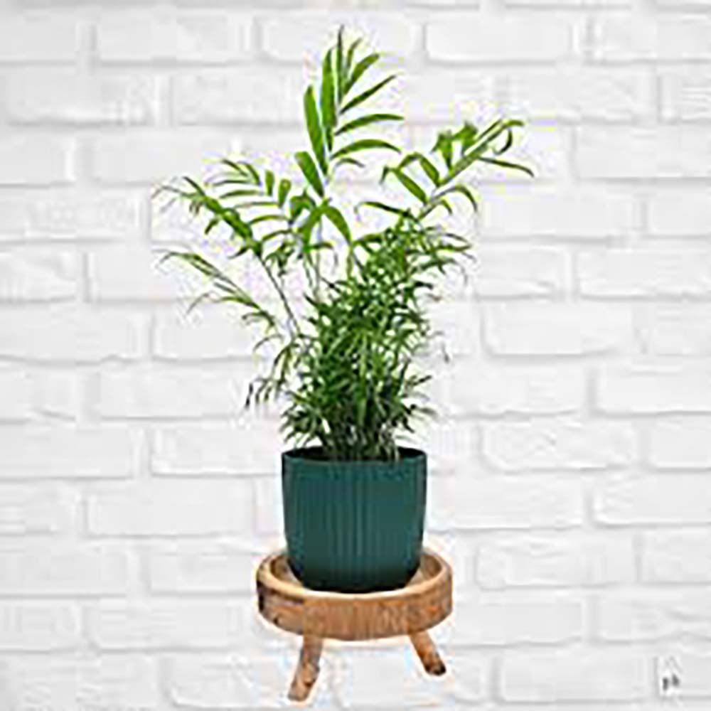 Palmier Pitic (Chamaedorea Elegans) - 70-90 cm