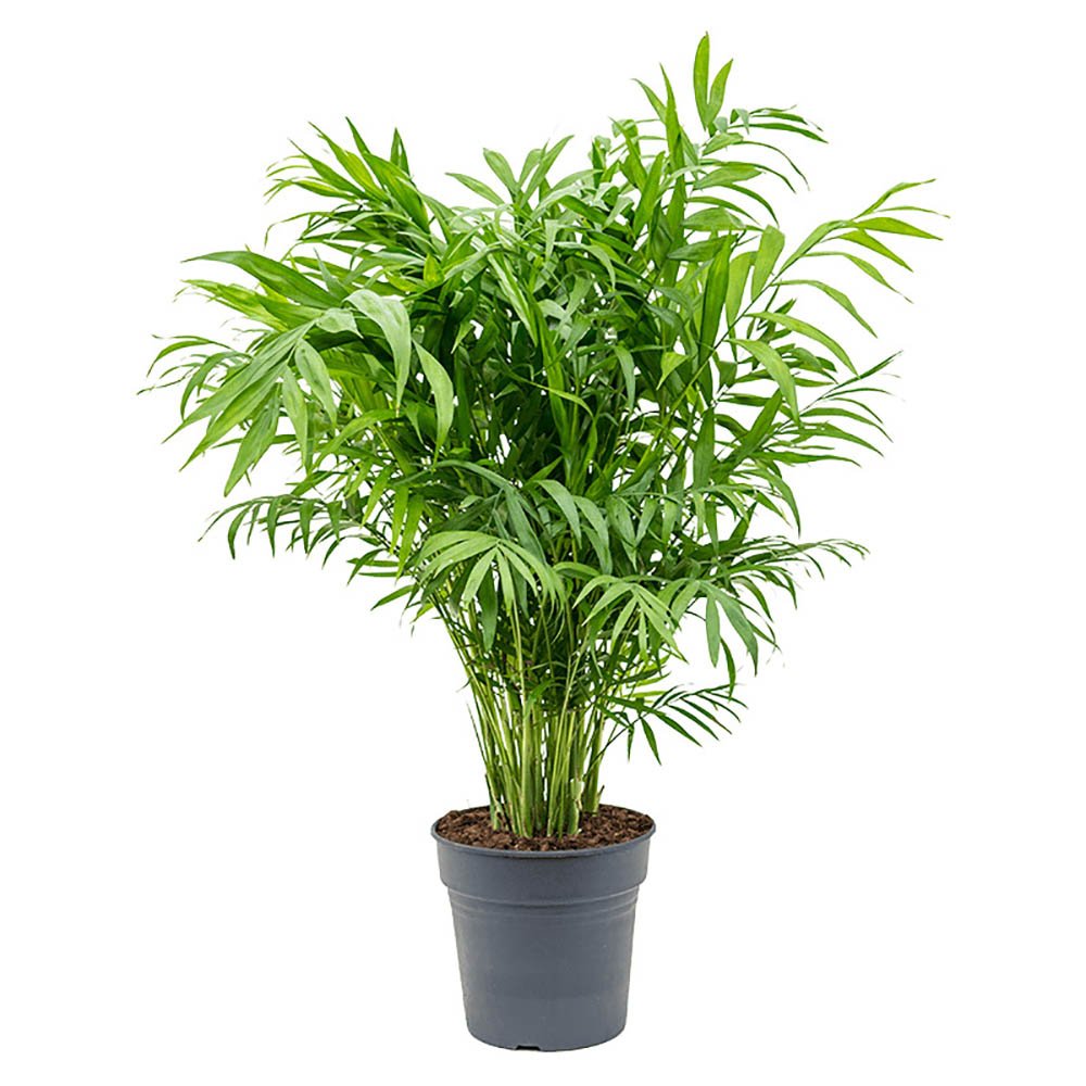 Palmier Pitic (Chamaedorea Elegans) - 80 cm