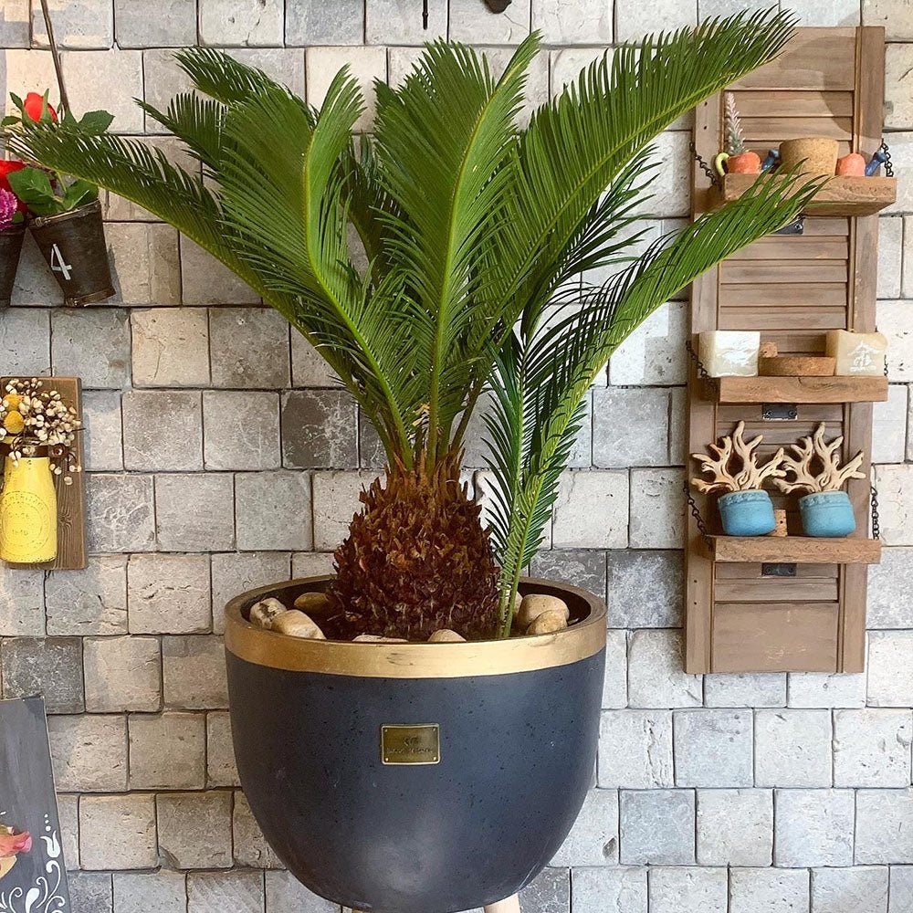 Palmier Sagotier Japonez Cycas Revoluta - 90 cm