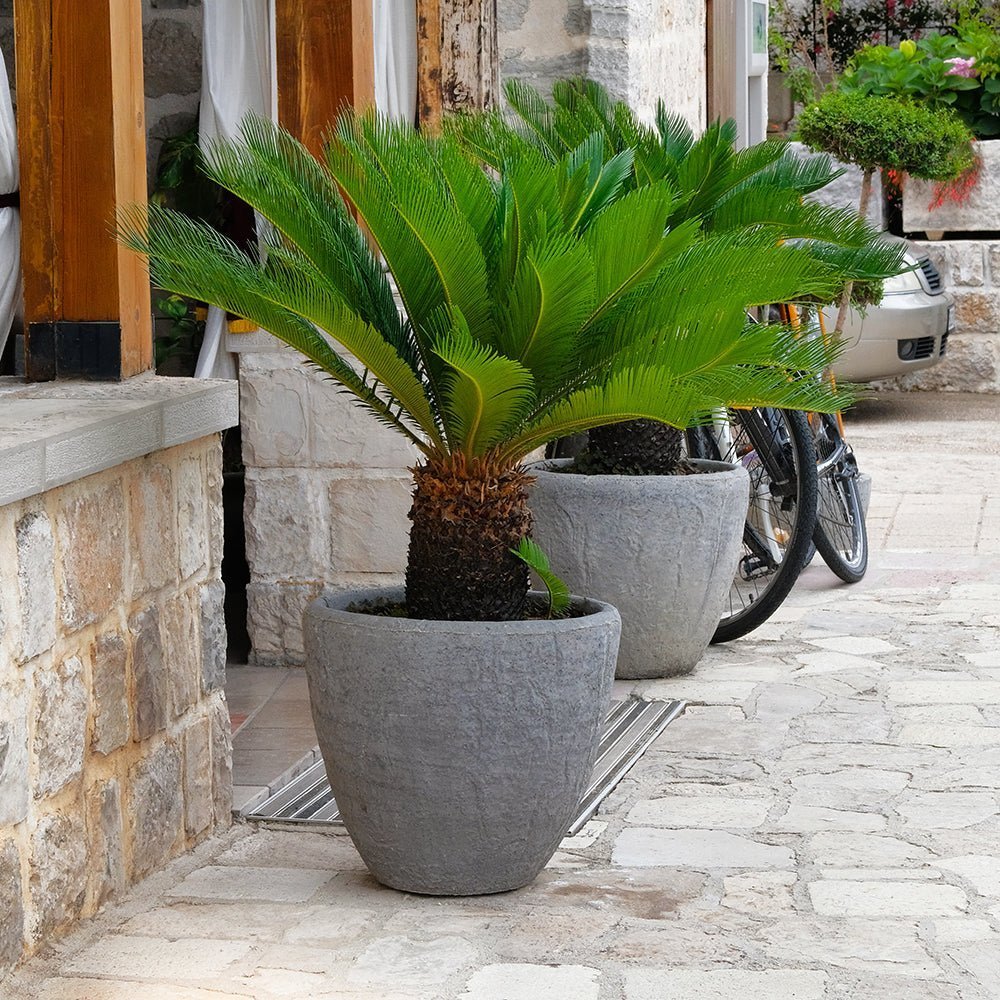 Palmier Sagotier Japonez Cycas Revoluta - 90 cm
