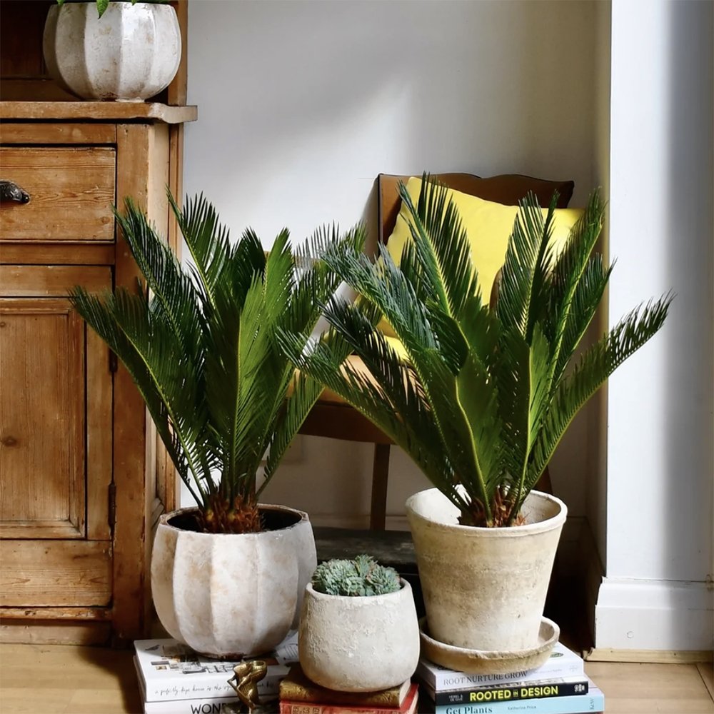 Palmier Sagotier Japonez Cycas Revoluta - 90 cm