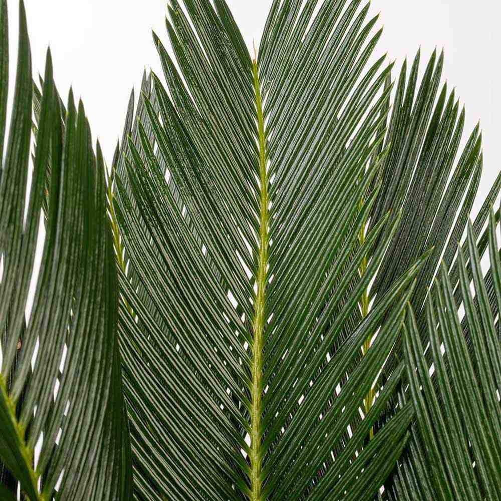 Palmier Sagotier Japonez Cycas Revoluta - 90 cm