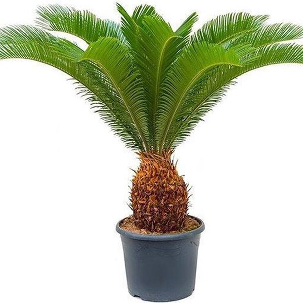 Palmier Sagotier Japonez Cycas Revoluta - 90 cm