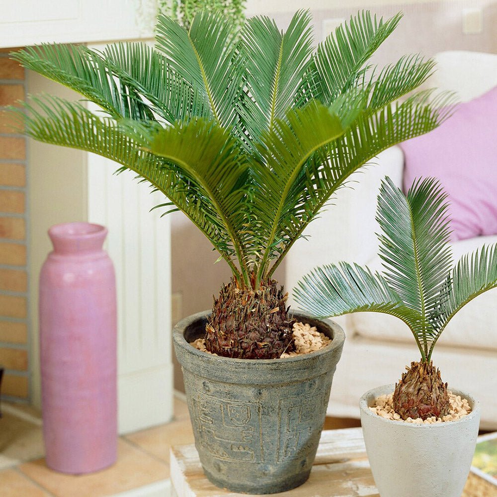 Palmier Sagotier Japonez Cycas Revoluta - 90 cm