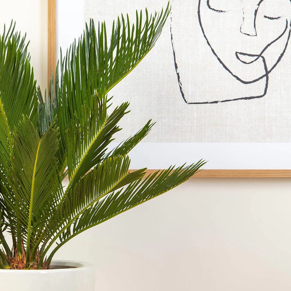 Palmier Sagotier Japonez Cycas Revoluta - 90 cm