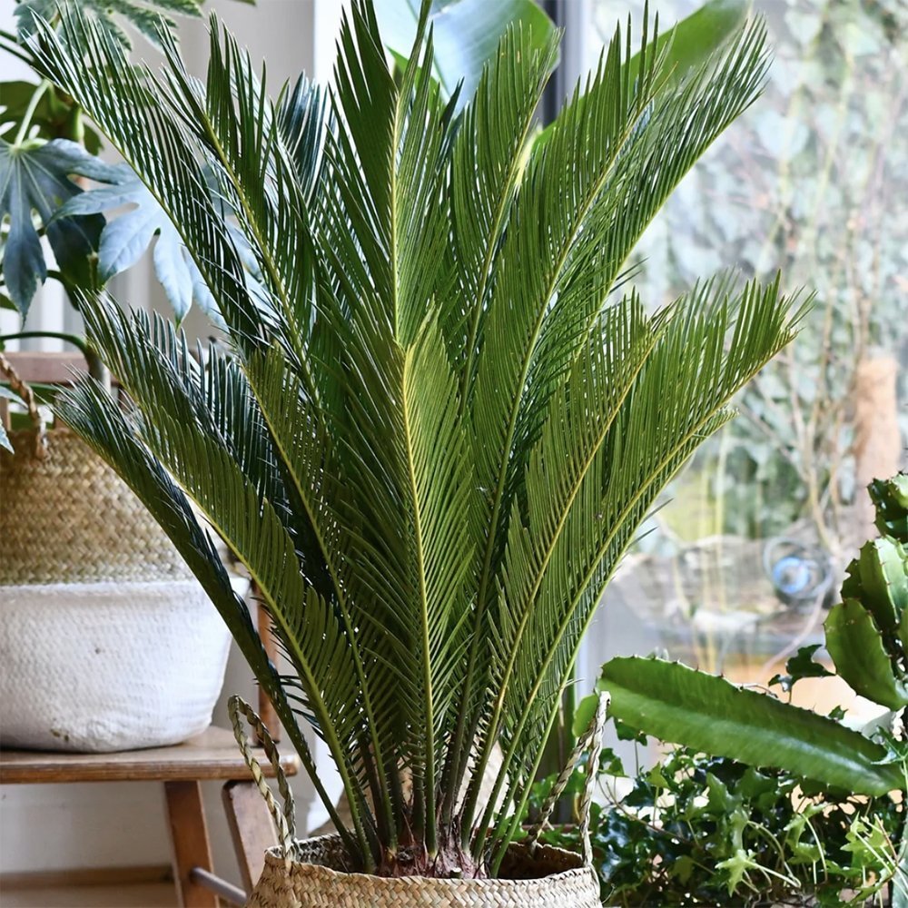 Palmier Sagotier Japonez Cycas Revoluta - 100 cm