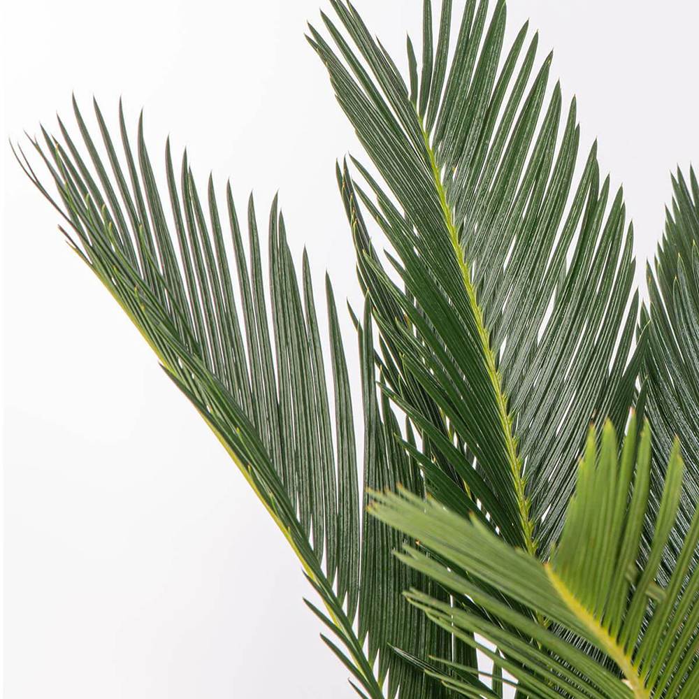 Palmier Sagotier Japonez Cycas Revoluta - 80 cm