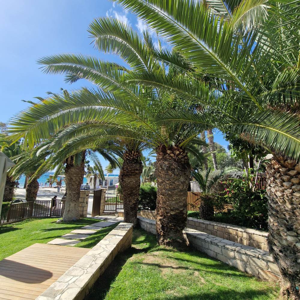 Kanári datolyapálma (Phoenix canariensis), díszes pálma, ívelt zöld levelekkel, teraszra vagy cserépbe ideális