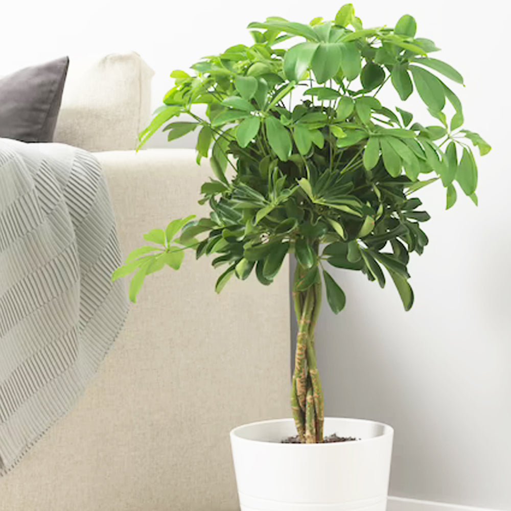 Palmierul Umbrela (Schefflera) Compacta - 75 cm